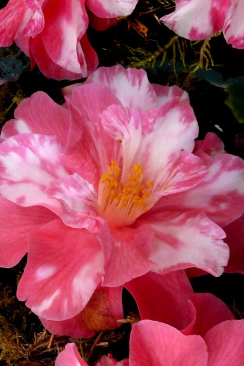 Coral Delight Camellia Hybrid - 3 Gallon Pot - Image 4