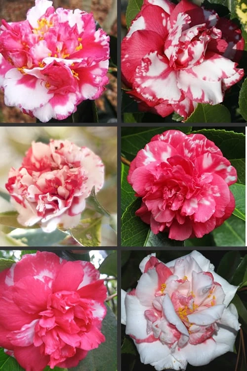 Sacred Dance Camellia Japonica 'Daikagura' - 3 Gallon Pot - Image 4