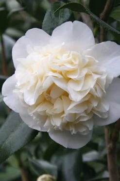 Fifth Avenue White Camellia Japonica - 1 Gallon Pot