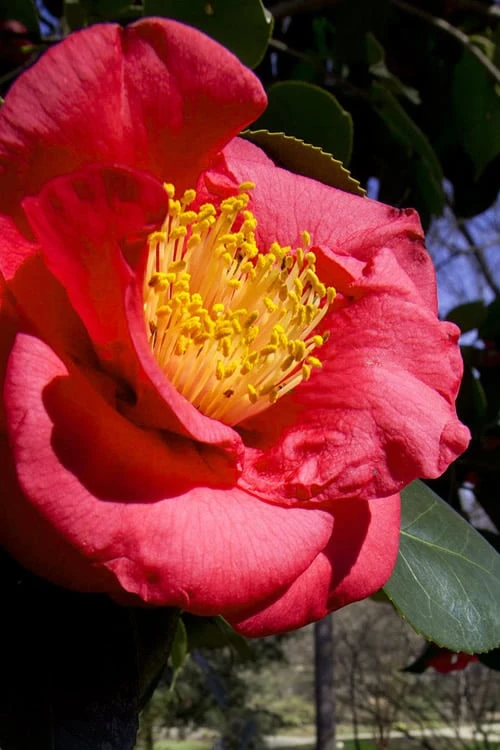 Greensboro Red Camellia Japonica - 7 Gallon Pot
