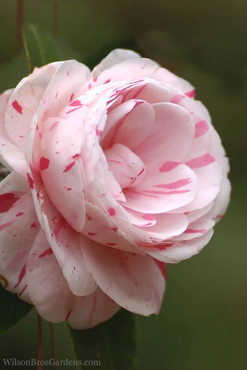 LA Peppermint Camellia Japonica - 1 Gallon Pot - Image 6
