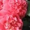 Maidens Of Great Promise Camellia - Japonica - 3 Gallon Pot