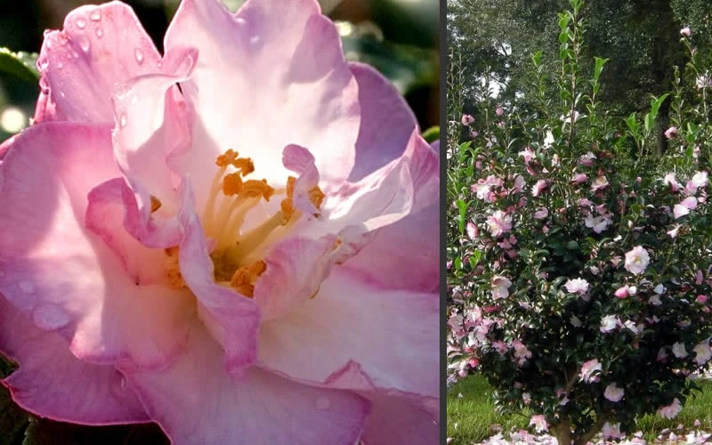 October Magic Orchid Camellia - 1 Gallon Pot - Image 4