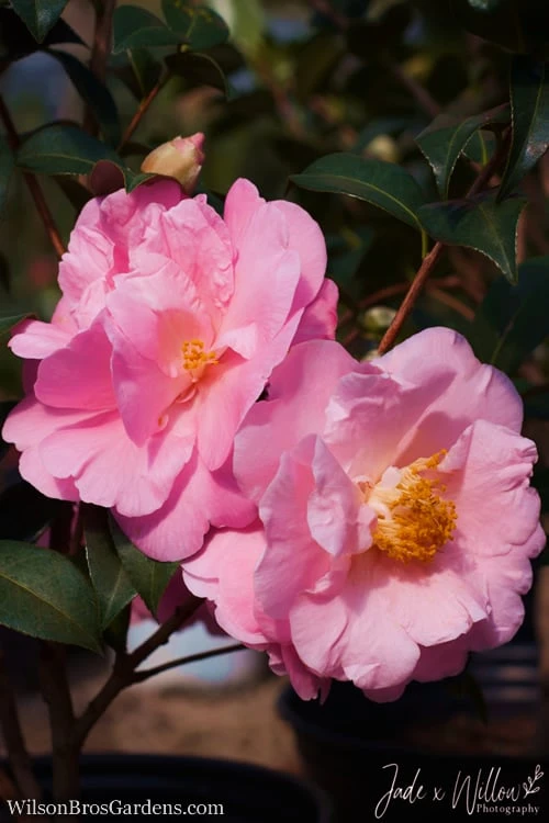 Autumn Pink Icicle Cold Hardy Camellia - 3 Gallon Pot - Image 6