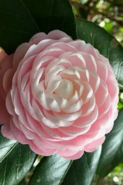 Pink Perfection Camellia Japonica - 6 Pack Of 1 Gallon Pots