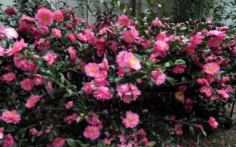 Shishi Gashira Dwarf Camellia Sasanqua - 7 Gallon Pot - Image 8