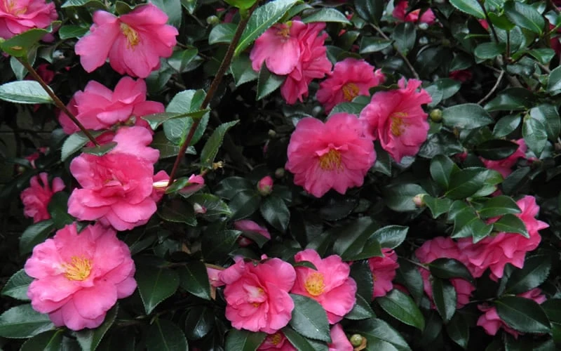 Shishi Gashira Dwarf Camellia Sasanqua - 7 Gallon Pot - Image 7