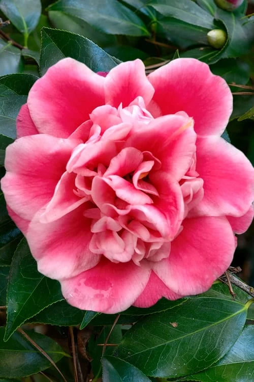 Tama Bambino Camellia Japonica - 3 Gallon Pot - Image 7