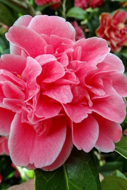 Tama Bambino Camellia Japonica - 3 Gallon Pot - Image 5