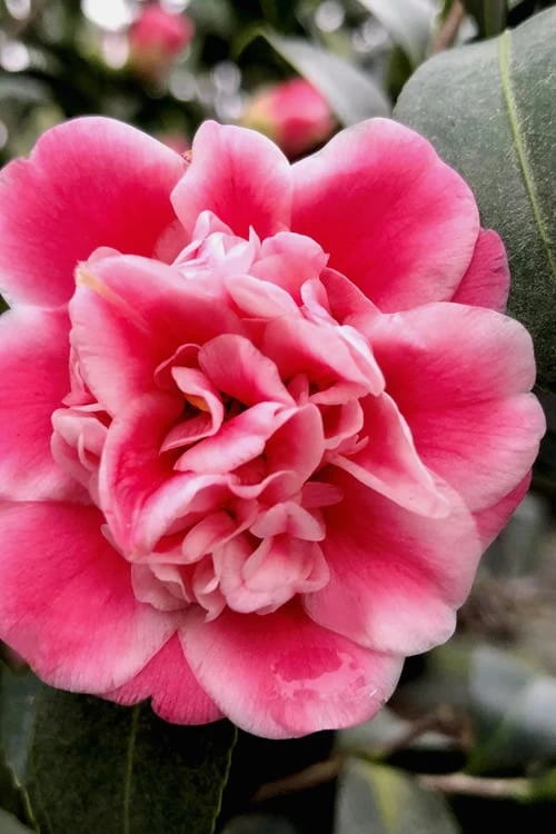 Tama Bambino Camellia Japonica - 3 Gallon Pot - Image 4