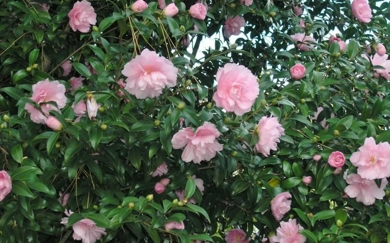 Cotton Candy Camellia Sasanqua - 6 Pack Of 1 Gallon Pots - Image 4