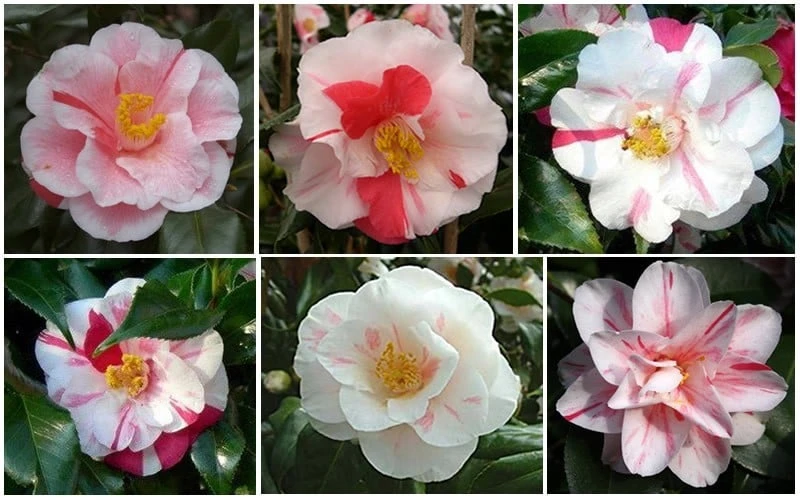 Lady Vansittart Multicolor Camellia Japonica - 3 Gallon Pot - Image 6