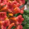 Madame Galen Trumpet Vine - 2 Pack Of Quart Pots