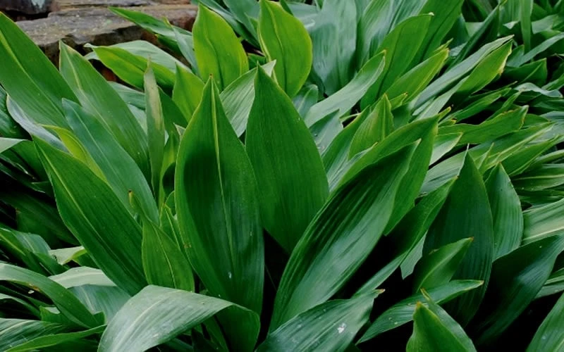 Cast Iron Plant - 6 Pack Of 1 Gallon Pots - Image 5