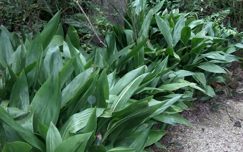 Cast Iron Plant - 6 Pack Of 1 Gallon Pots - Image 6