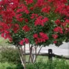 Colorama Scarlet Red Crape Myrtle - 5 Gallon Pot