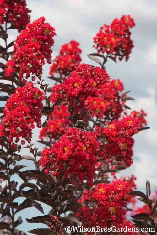 Delta Flame Crape Myrtle - 3 Gallon Pot