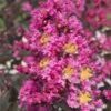 Delta Fusion Crape Myrtle - 2 Gallon Pot