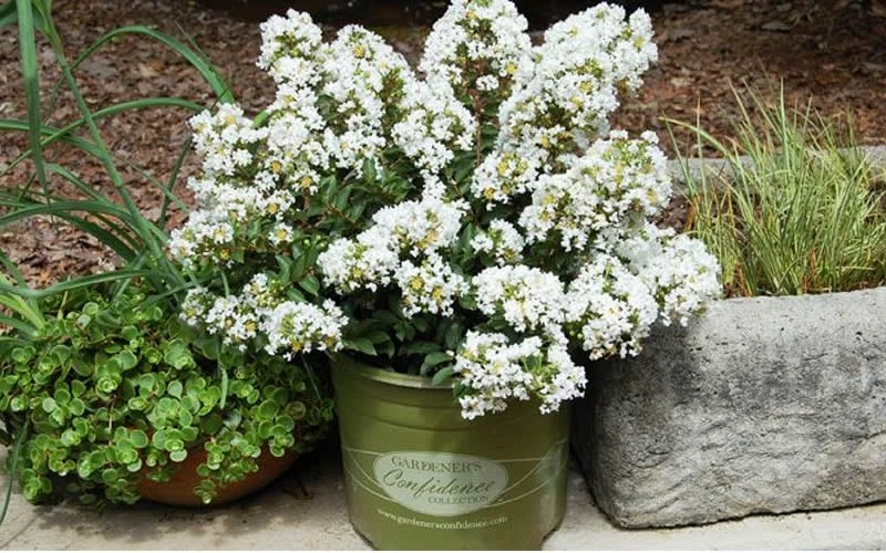 Diamond Dazzle Dwarf Crape Myrtle - 1 Gallon Pot - Image 5