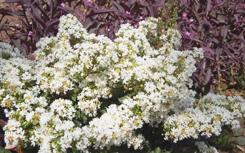 Diamond Dazzle Dwarf Crape Myrtle - 1 Gallon Pot - Image 4