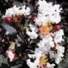 Delta Moonlight Crape Myrtle - 2 Gallon Pot
