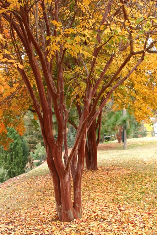 Natchez White Crape Myrtle (Multi Trunk) - 5 Gallon Pot - Image 4