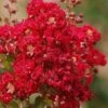 Red Rooster Crape Myrtle - 3 Gallon Pot