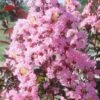 Rhapsody In Pink Crape Myrtle - 6 Pack Of 1 Gallon Pots