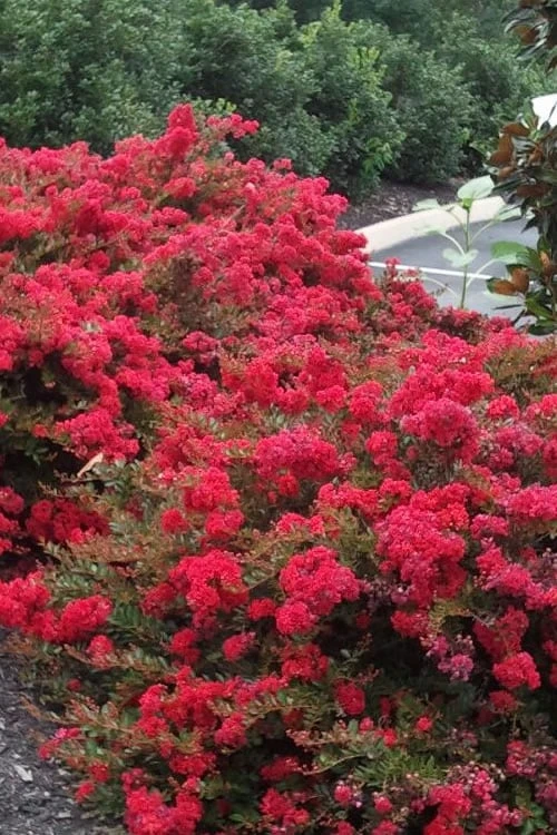 Cherry Dazzle Dwarf Crape Myrtle - 3 Gallon Pot - Image 6