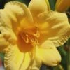 Stella De Oro Daylily - 6 Pack Of 1 Gallon Pots