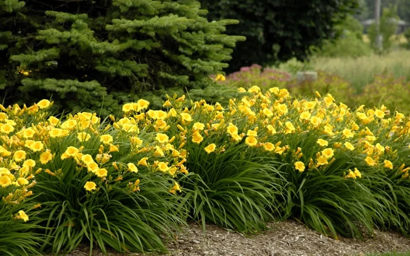 Stella De Oro Daylily - 6 Pack Of 1 Gallon Pots - Image 4