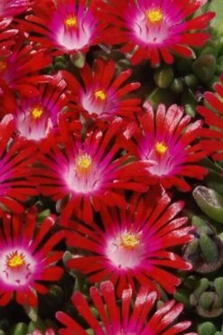 Saucy Strawberry Red Ice Plant (Delosperma) - 10 Pack Of Quart Pots