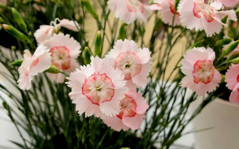 Georgia Peach Pie Dianthus - 1 Gallon Pot - Image 5