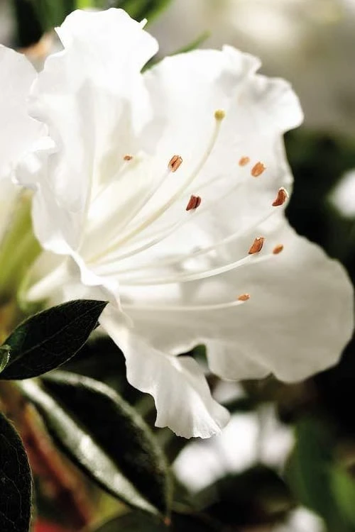 Autumn Angel Encore Azalea - 1 Gallon Pot