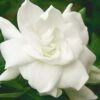 August Beauty Gardenia - 1 Gallon Pot