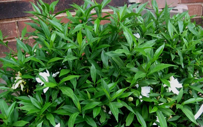 Radicans Creeping Dwarf Gardenia - 1 Gallon Pot - Image 8