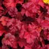 Fire Chief Heuchera (Coral Bells) - 10 Pack Of Quart Pots