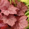 Georgia Peach Heuchera (Coral Bells) -3 Pack Of Quart Pots