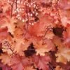 Peach Crisp Heuchera (Coral Bells) - 3 Pack Of Quart Pots