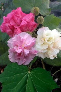Confederate Rose Hibiscus (Rose Mallow) - 3 Pack Of Quart Pots