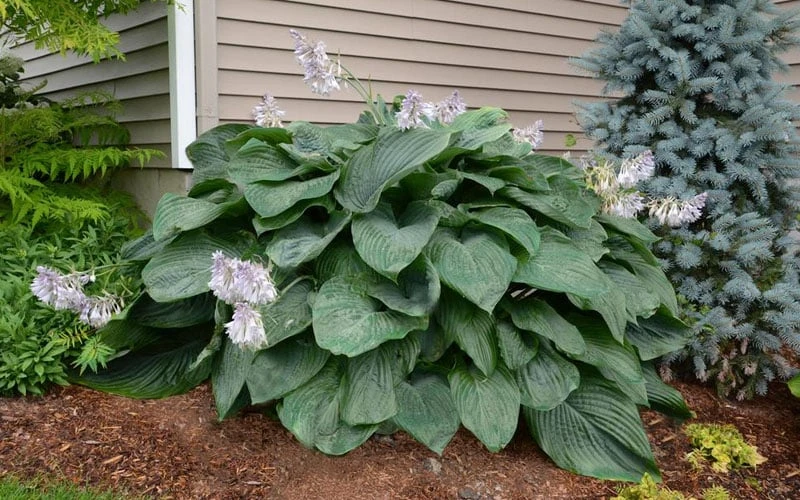 Empress Wu Giant Hosta Lily - 2 Gallon Pot - Image 5