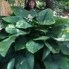 Empress Wu Giant Hosta Lily - 6 Pack Of 1 Gallon Pots
