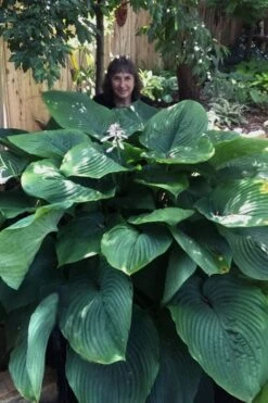 Empress Wu Giant Hosta Lily - 6 Pack Of 1 Gallon Pots