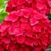 Cardinal Red Hydrangea - 1 Gallon Pot