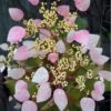 Roseum Pink Climbing Hydrangea - Schizophragma Hydrangeoides - 3 Gallon Pot