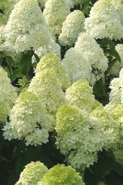 Limelight PeeGee Hydrangea - 7 Gallon Pot (3-4')