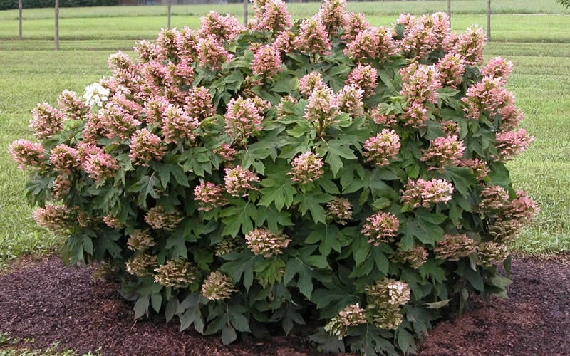 Munchkin Dwarf Oakleaf Hydrangea - 2 Gallon Pot - Image 6