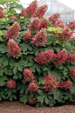 Ruby Slippers Dwarf Oakleaf Hydrangea - 3 Gallon Pot