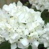 Sister Theresa Hydrangea - 3 Gallon Pot