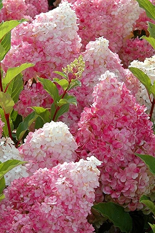 Strawberry Sundae Hydrangea - 3 Gallon Pot - Image 5